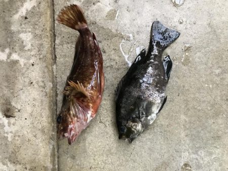 サヨリ かわはぎGET!!