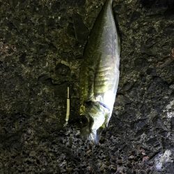 時化あけ ぶらり