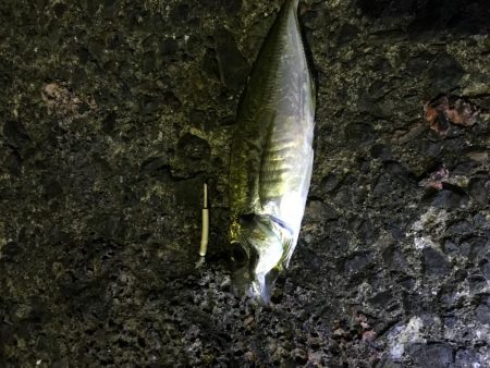 時化あけ ぶらり