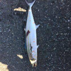 釣れましたよ！