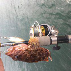 ライトゲームでアコウ