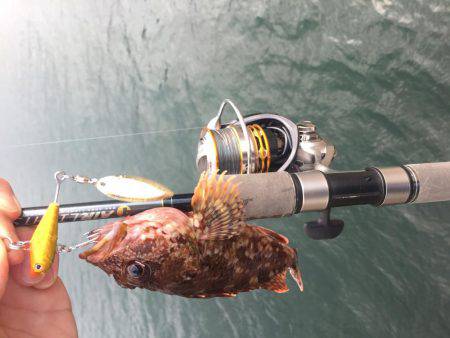 ライトゲームでアコウ