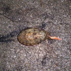 台風前の雨の中