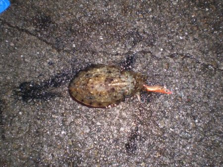 台風前の雨の中