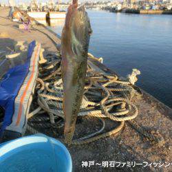 ハゼ釣りは絶好調っ‼