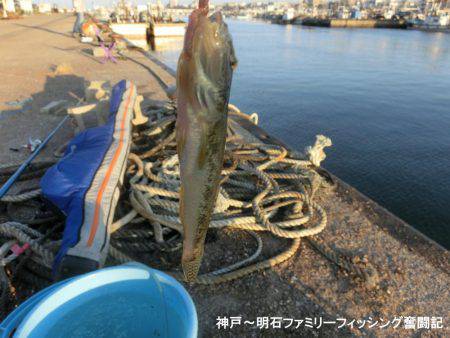 ハゼ釣りは絶好調っ‼