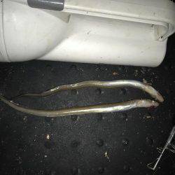 アナゴに癒されて