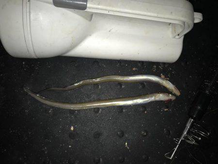 アナゴに癒されて