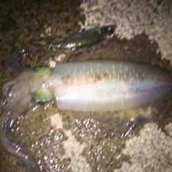 アオリイカ大きくなってる