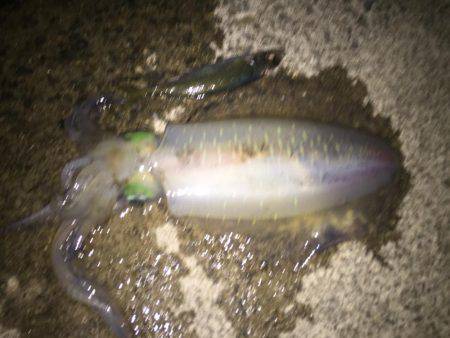 アオリイカ大きくなってる