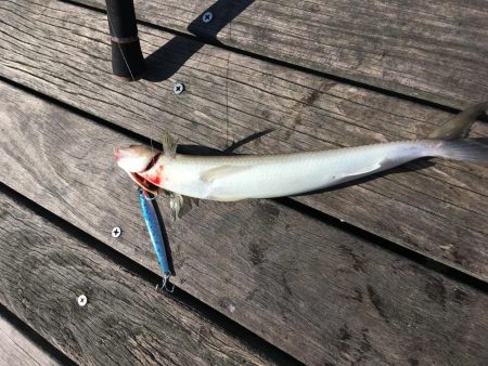 ショアジギング