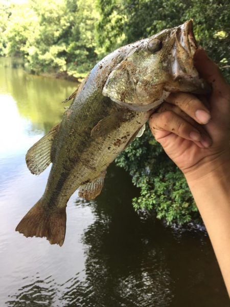 爆釣！！紀ノ川バス！