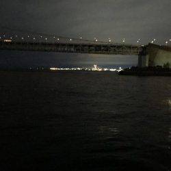 デカイカ求めて