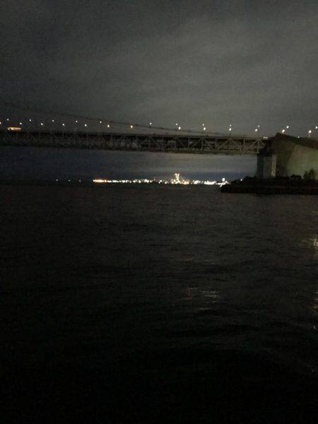 デカイカ求めて