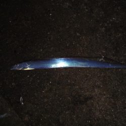 もっと釣れると思ったのに渋かったです