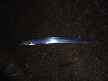 もっと釣れると思ったのに渋かったです