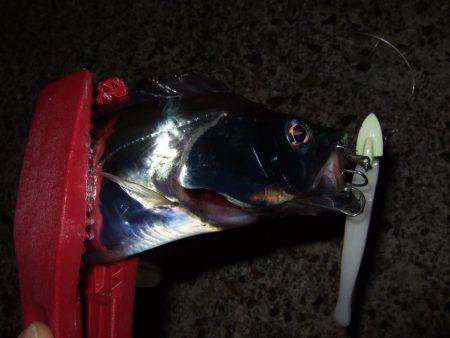 久々のつ抜け！