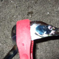 やっぱり渋かった