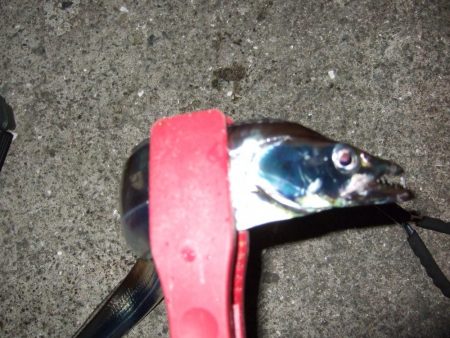 やっぱり渋かった