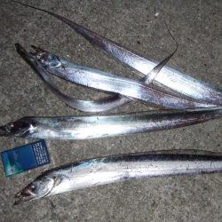 パニックの末のタチウオ