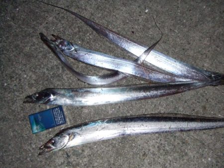 パニックの末のタチウオ