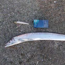 昼タチチャレンジ