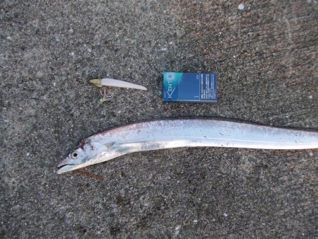 昼タチチャレンジ