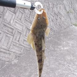 鉄板バイブレーションでマゴチ、ヒラメ