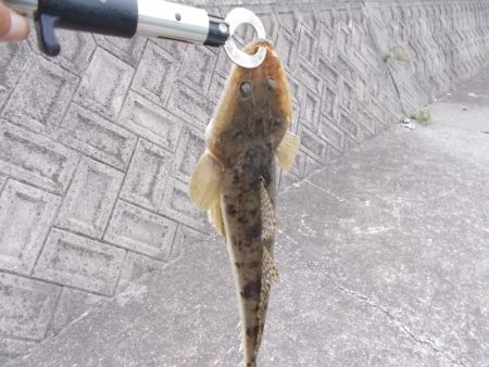 鉄板バイブレーションでマゴチ、ヒラメ