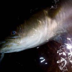 西宮跳ね橋　今夜もゲット