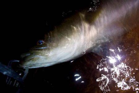 西宮跳ね橋　今夜もゲット