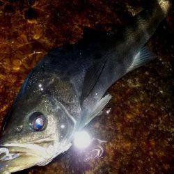 西宮跳ね橋　連日５０ＵＰ