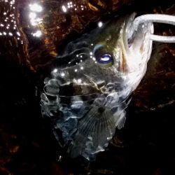 西宮跳ね橋　一投目から６５ｃｍ