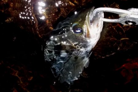 西宮跳ね橋　一投目から６５ｃｍ