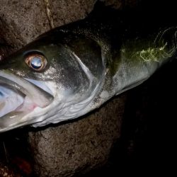 台風通過　跳ね橋　クレイジーナイト