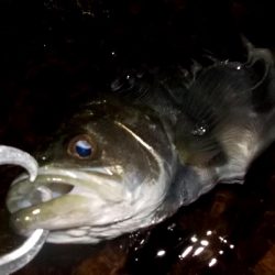 西宮跳ね橋　サイズダウン　５本