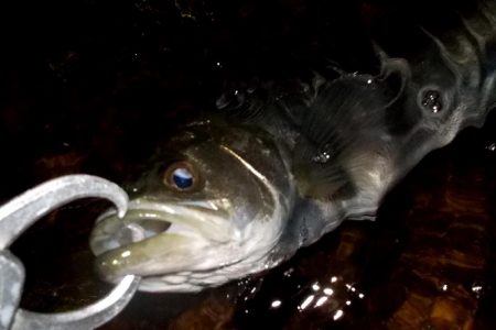 西宮跳ね橋　サイズダウン　５本