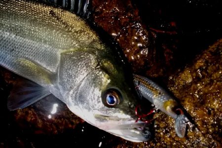 西宮跳ね橋　５夜連続　５０ｃｍＵＰ