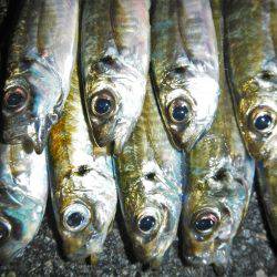 飽きもせずアジ