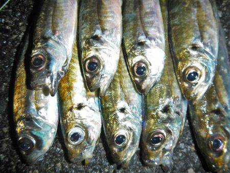 飽きもせずアジ