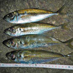 サイズはいいが…