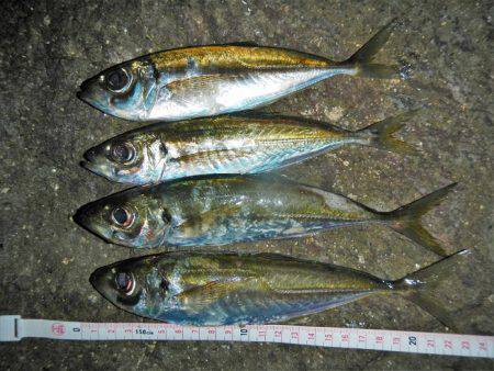 サイズはいいが…