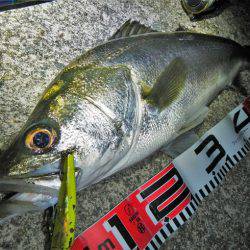 リバーシーバス