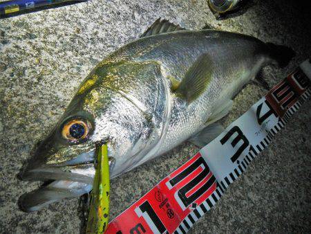 リバーシーバス