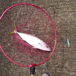 大雨直後を狙って