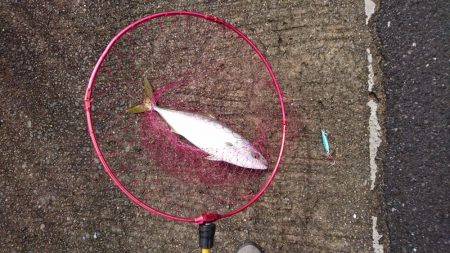 大雨直後を狙って