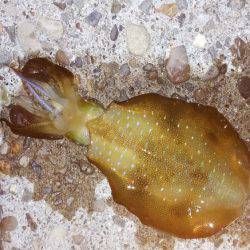 teamゲッソー調査隊