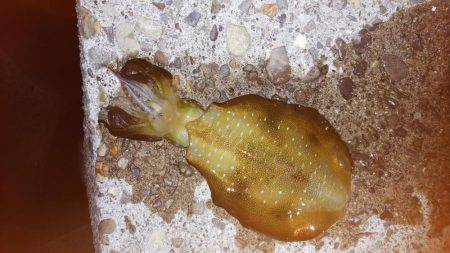 teamゲッソー調査隊