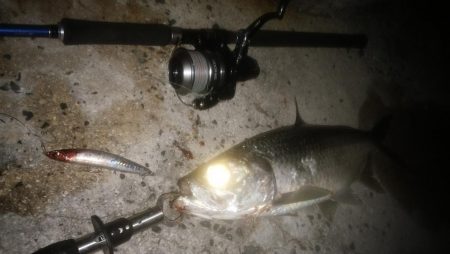 ターポンです。