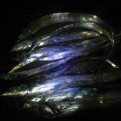 久々の太刀魚満足釣行☆